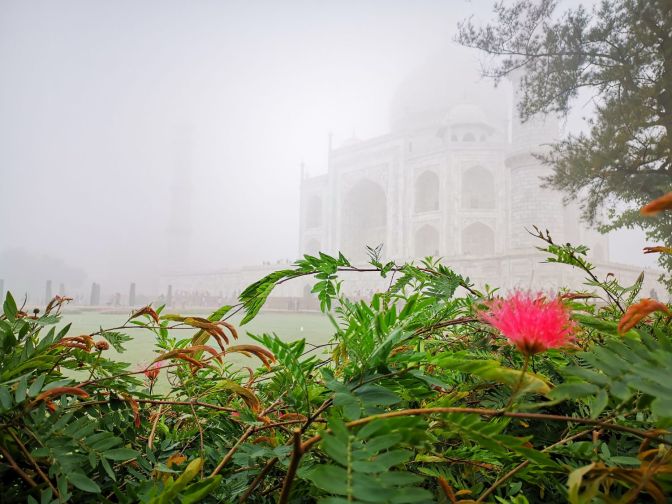 Taj Mahal bloem